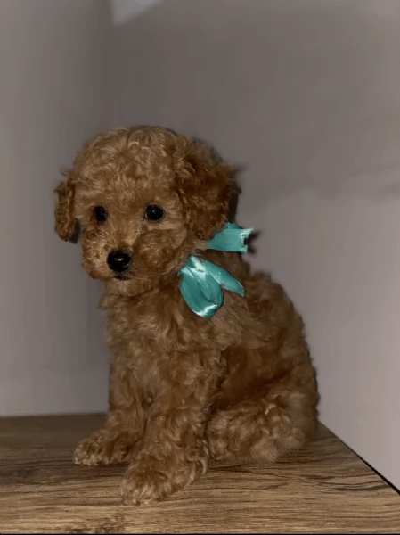 cuccioli barboncino toy