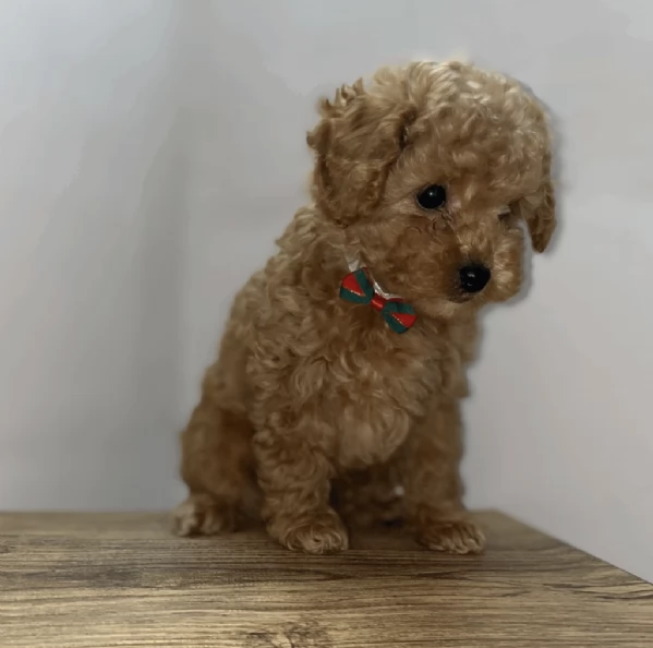 barboncino toy Cuccioli 