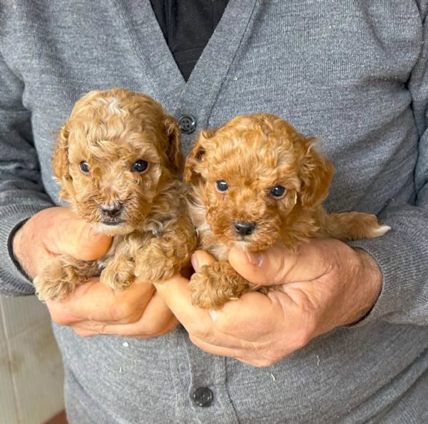 Disponibili cuccioli di barboncini