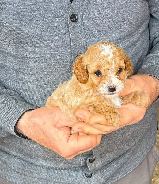 Cuccioli Barboncini toy