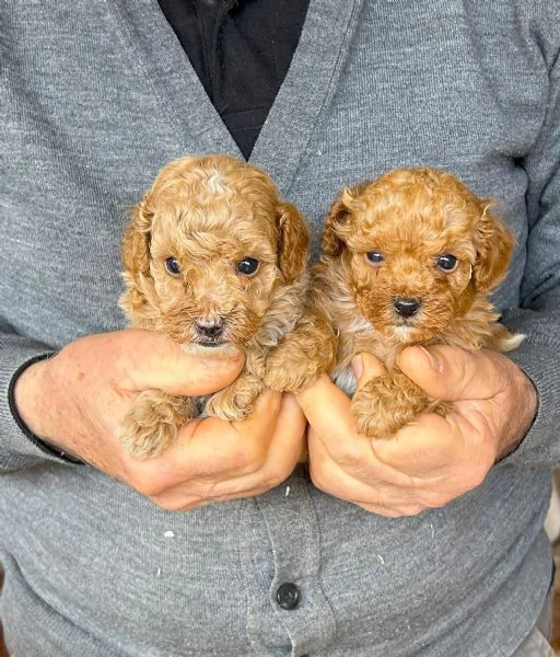 Cuccioli Barboncini toy | Foto 0