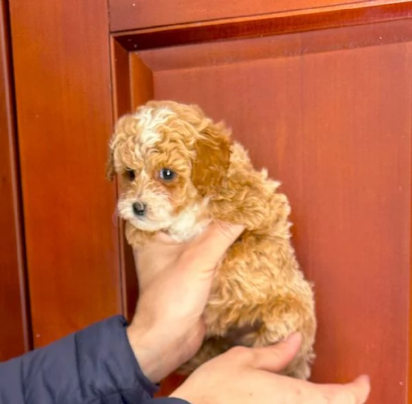 Barboncino Toy colore Fulvo Red con pedigree Enci