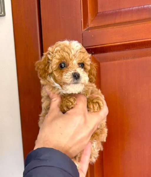 cuccioli di barboncino Toy colore Fulvo red