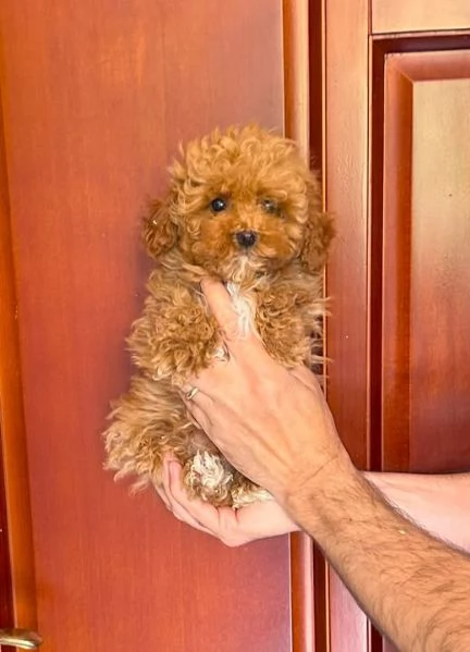 cuccioli di barboncino Toy con  Pedigree Enci 