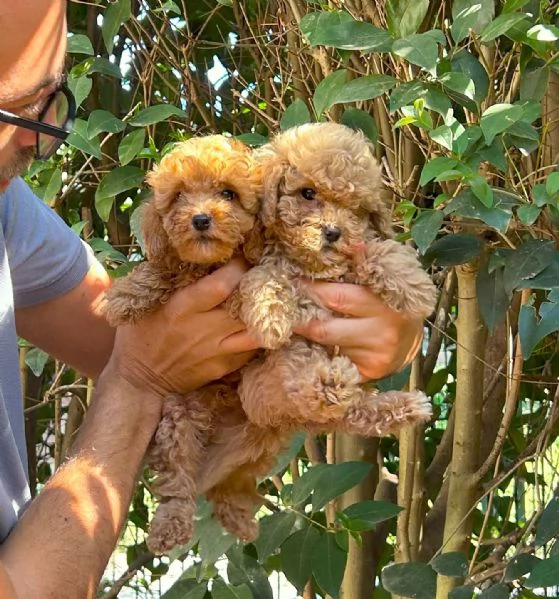 cuccioli di barboncino Toy  Pedigree Enci 