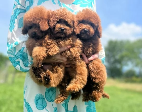 Splendidi barboncino toy