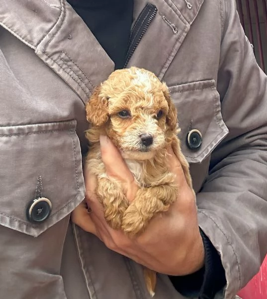 Cuccioli di barboncino Toy | Foto 3