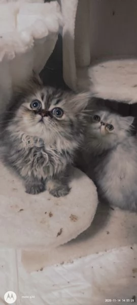 Cuccioli di Persiano 