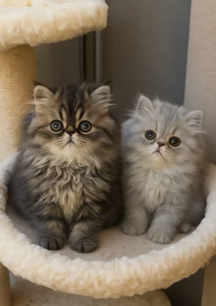 Cuccioli di Persiano  | Foto 0