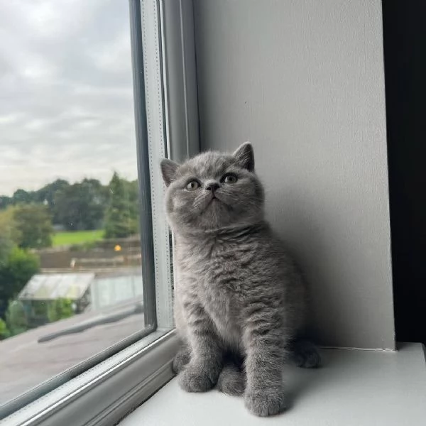 Gattini British Shorthair