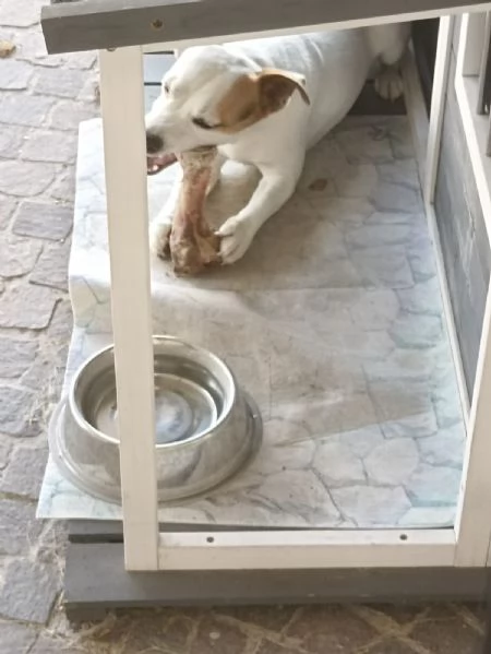 Cane Jack Russell 5 anni | Foto 2