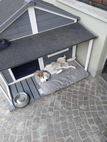 Cane Jack Russell 5 anni | Foto 0