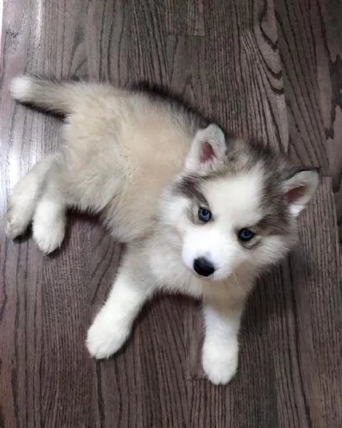 cuccioli di husky maschi e femmine