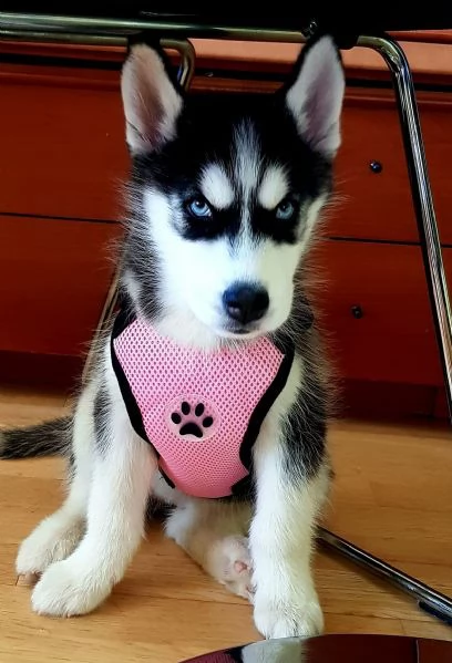 cuccioli di husky disponibili per ladozione