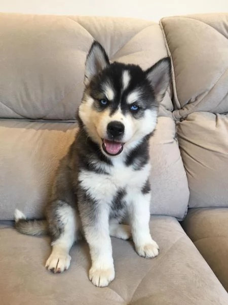 Disponibili Cuccioli di Siberian Husky