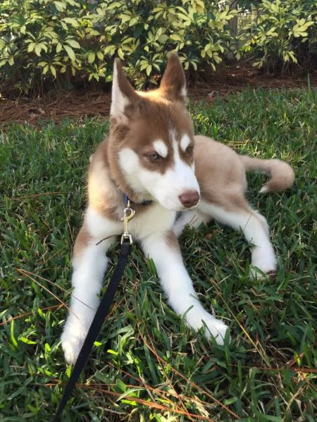 Disponibili Cuccioli di Siberian Husky