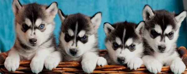 Disponibili Cuccioli di Siberian Husky