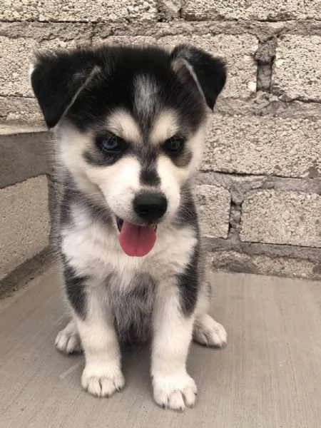 Disponibili Cuccioli di Siberian Husky