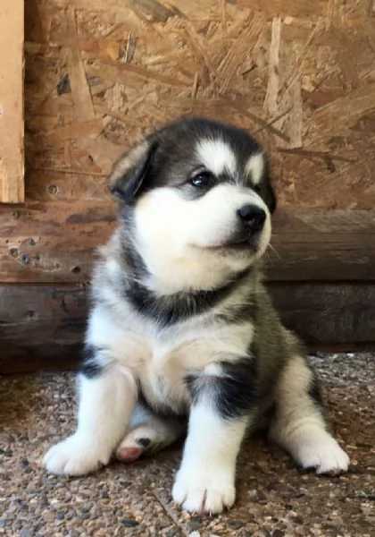 Disponibili Cuccioli di Siberian Husky