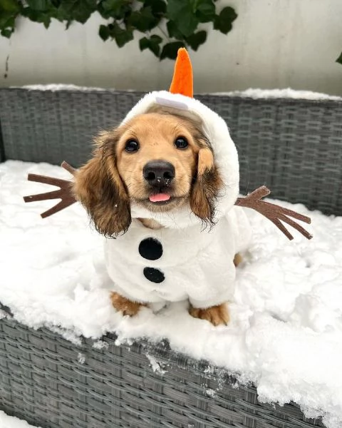 Serio allevamento di BASSOTTI attualmente dispone di cuccioli pelo corto e pelo lungo maschi e femmi | Foto 4