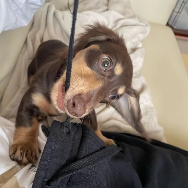 Serio allevamento di BASSOTTI attualmente dispone di cuccioli pelo corto e pelo lungo maschi e femmi | Foto 3