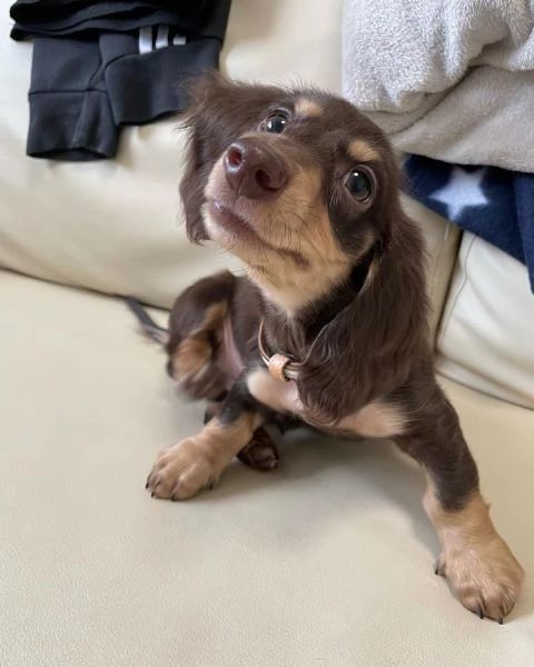 BASSOTTI attualmente dispone di cuccioli pelo corto e pelo lungo maschi e femmine 