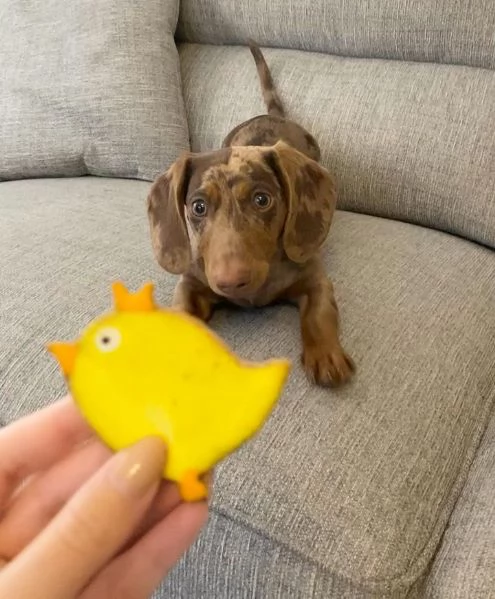 BASSOTTI attualmente dispone di cuccioli pelo corto e pelo lungo maschi e femmine  | Foto 3