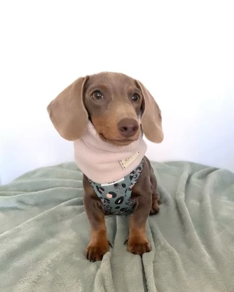 BASSOTTI attualmente dispone di cuccioli pelo corto e pelo lungo maschi e femmine  | Foto 1