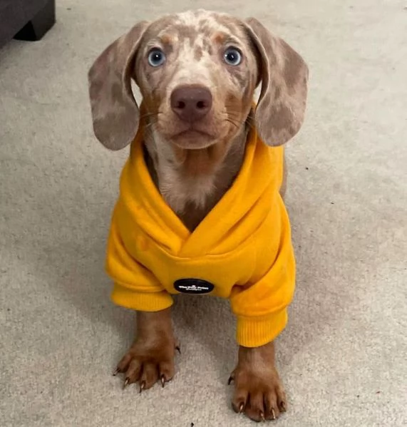 BASSOTTI attualmente dispone di cuccioli pelo corto e pelo lungo maschi e femmine  | Foto 4