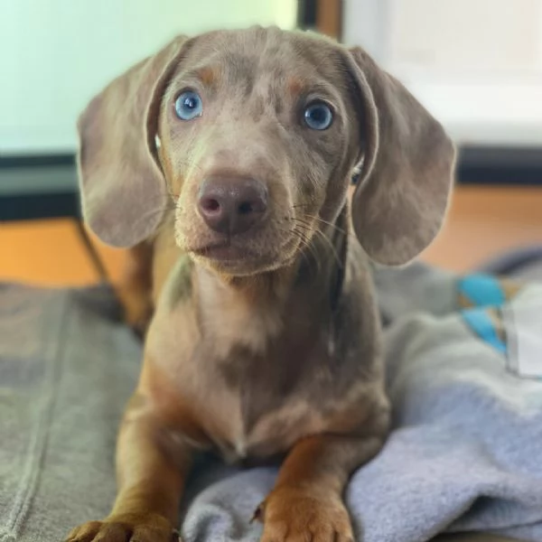 BASSOTTI attualmente dispone di cuccioli pelo corto e pelo lungo maschi e femmine  | Foto 1