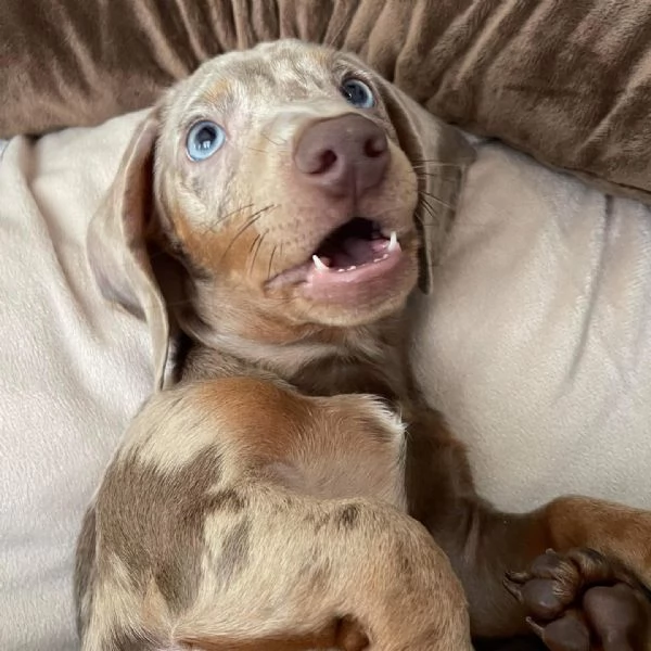 BASSOTTI attualmente dispone di cuccioli pelo corto e pelo lungo maschi e femmine 