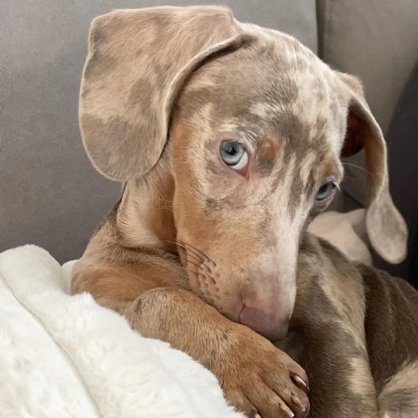 BASSOTTI attualmente dispone di cuccioli pelo corto e pelo lungo maschi e femmine  | Foto 0