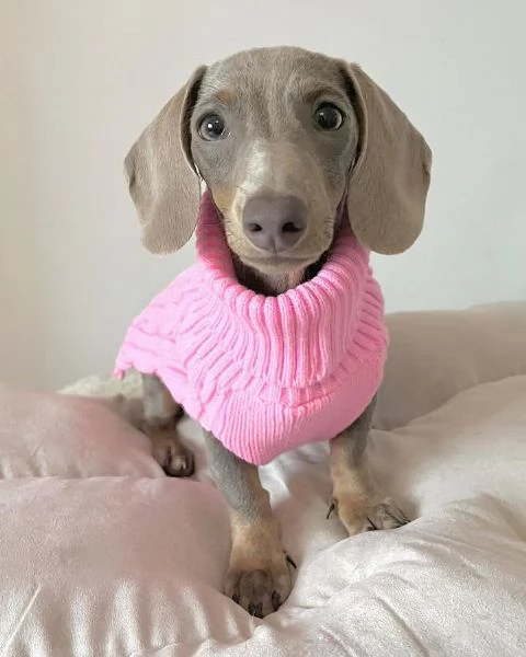 BASSOTTI attualmente dispone di cuccioli pelo corto e pelo lungo maschi e femmine | Foto 5