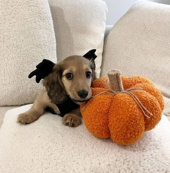 BASSOTTI attualmente dispone di cuccioli pelo corto e pelo lungo maschi e femmine