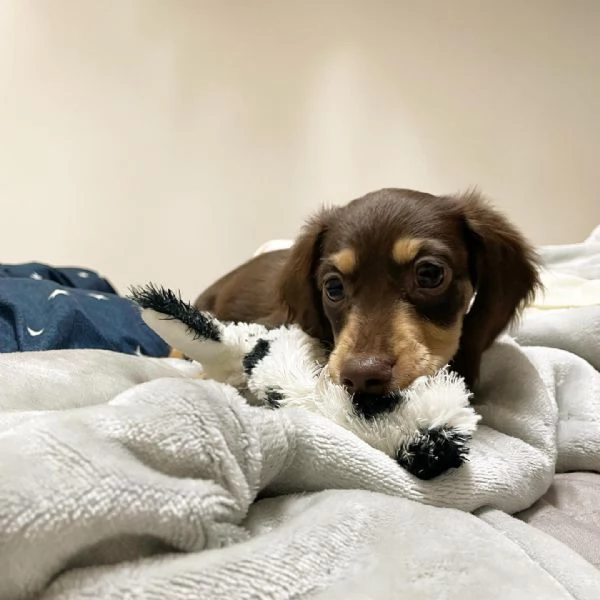 BASSOTTI attualmente dispone di cuccioli pelo corto e pelo lungo maschi e femmine | Foto 3