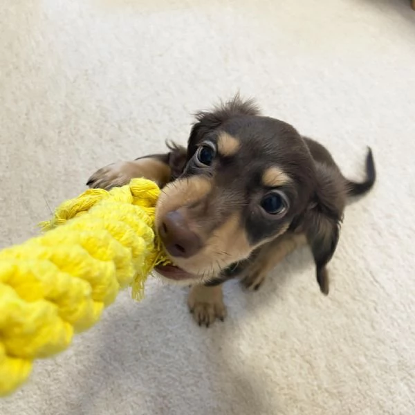 BASSOTTI attualmente dispone di cuccioli pelo corto e pelo lungo maschi e femmine | Foto 1