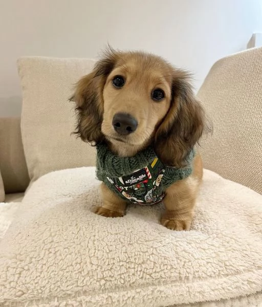 Serio allevamento di BASSOTTI attualmente dispone di cuccioli pelo corto e pelo lungo maschi e femmi | Foto 4