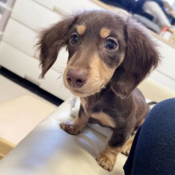 Serio allevamento di BASSOTTI attualmente dispone di cuccioli pelo corto e pelo lungo maschi e femmi | Foto 3