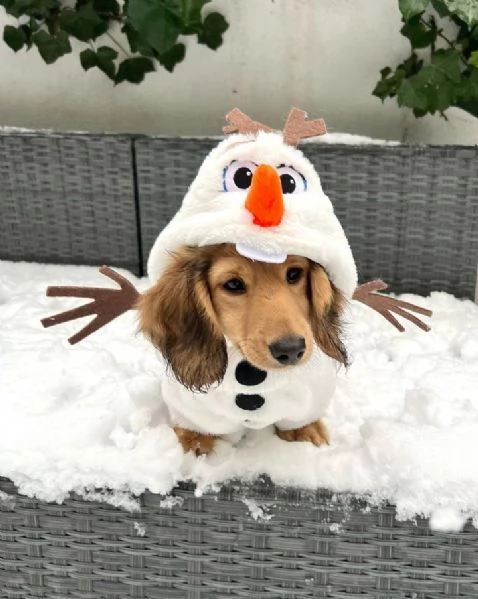 Serio allevamento di BASSOTTI attualmente dispone di cuccioli pelo corto e pelo lungo maschi e femmi | Foto 0