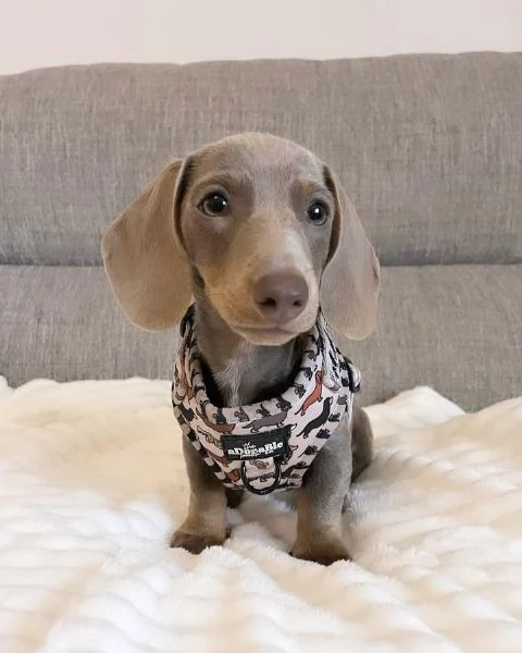 Serio allevamento di BASSOTTI attualmente dispone di cuccioli pelo corto e pelo lungo maschi e femmi | Foto 2