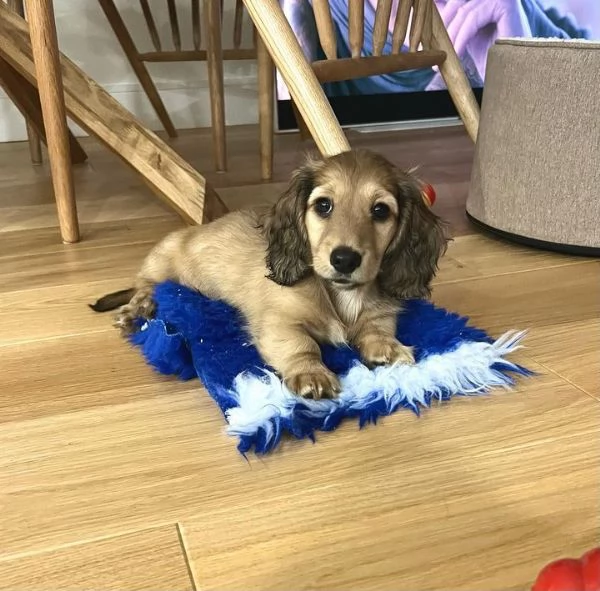 Serio allevamento di BASSOTTI attualmente dispone di cuccioli pelo corto e pelo lungo maschi e femmi | Foto 2