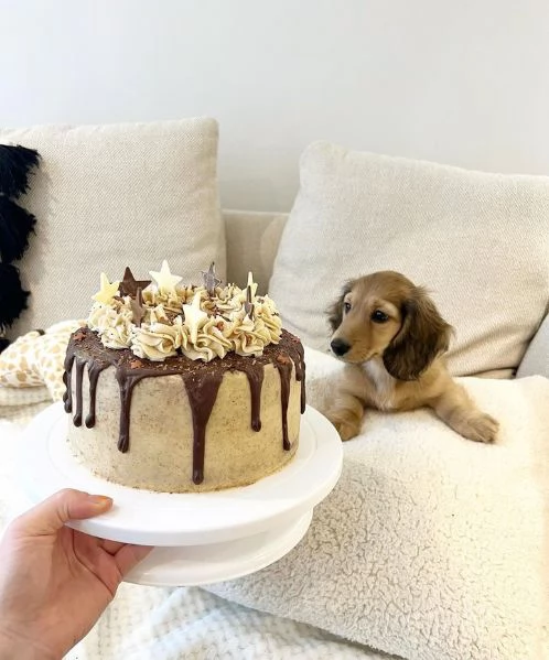 Serio allevamento di BASSOTTI attualmente dispone di cuccioli pelo corto e pelo lungo maschi e femmi | Foto 0