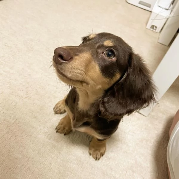 Serio allevamento di BASSOTTI attualmente dispone di cuccioli pelo corto e pelo lungo maschi e femmi