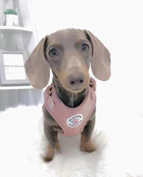 Serio allevamento di BASSOTTI attualmente dispone di cuccioli pelo corto e pelo lungo maschi e femmi | Foto 2