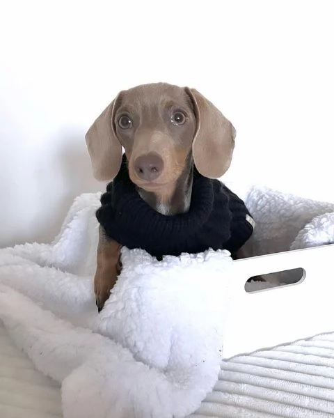 Serio allevamento di BASSOTTI attualmente dispone di cuccioli pelo corto e pelo lungo maschi e femmi | Foto 0