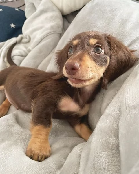 Serio allevamento di BASSOTTI attualmente dispone di cuccioli pelo corto e pelo lungo maschi e femmi