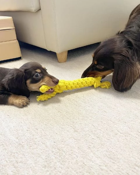 BASSOTTI attualmente dispone di cuccioli pelo corto e pelo lungo maschi e femmine  | Foto 2