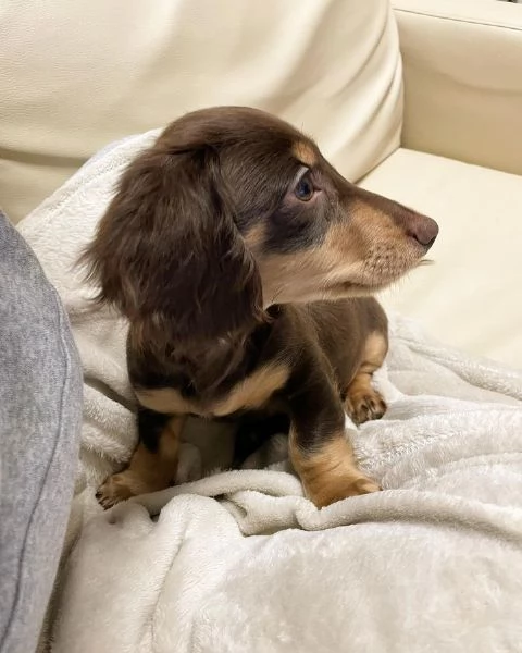 BASSOTTI attualmente dispone di cuccioli pelo corto e pelo lungo maschi e femmine 