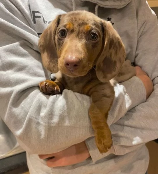 BASSOTTI attualmente dispone di cuccioli pelo corto e pelo lungo maschi e femmine  | Foto 2