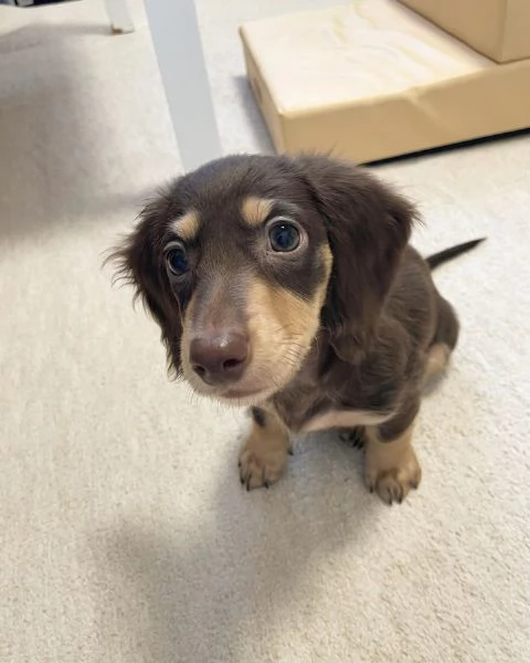 BASSOTTI attualmente dispone di cuccioli pelo corto e pelo lungo maschi e femmine  | Foto 1